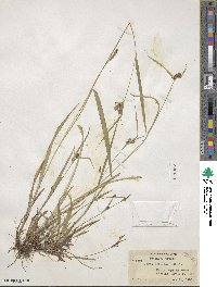 Carex granularis image