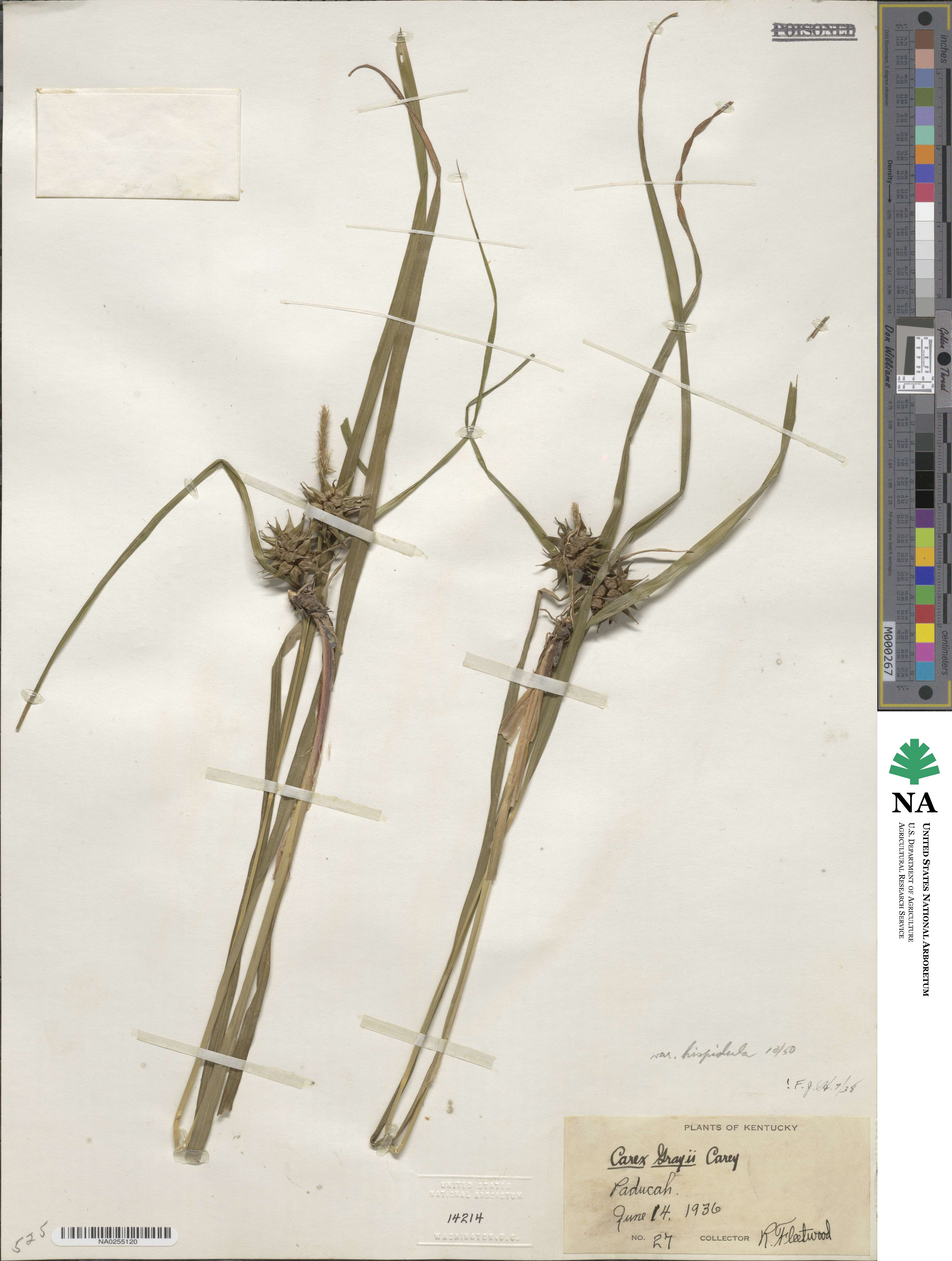 Carex grayi image
