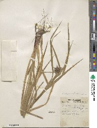 Carex grayi image