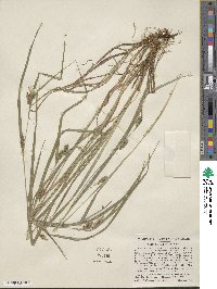 Carex grisea image