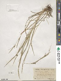 Carex grisea image