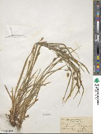 Carex grisea image