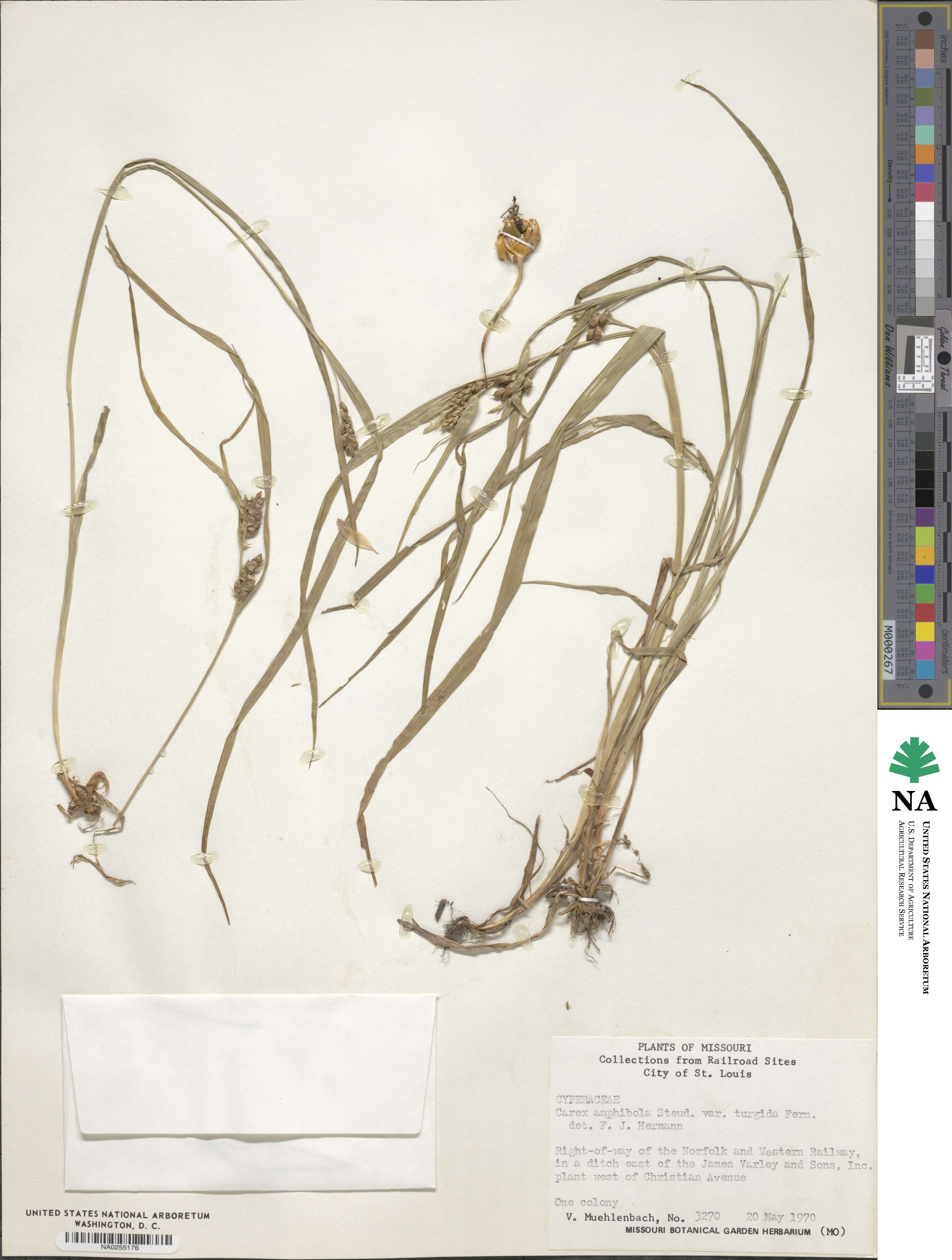 Carex grisea image