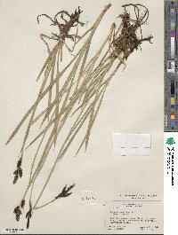 Carex scopulorum var. bracteosa image