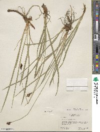 Carex scopulorum var. bracteosa image