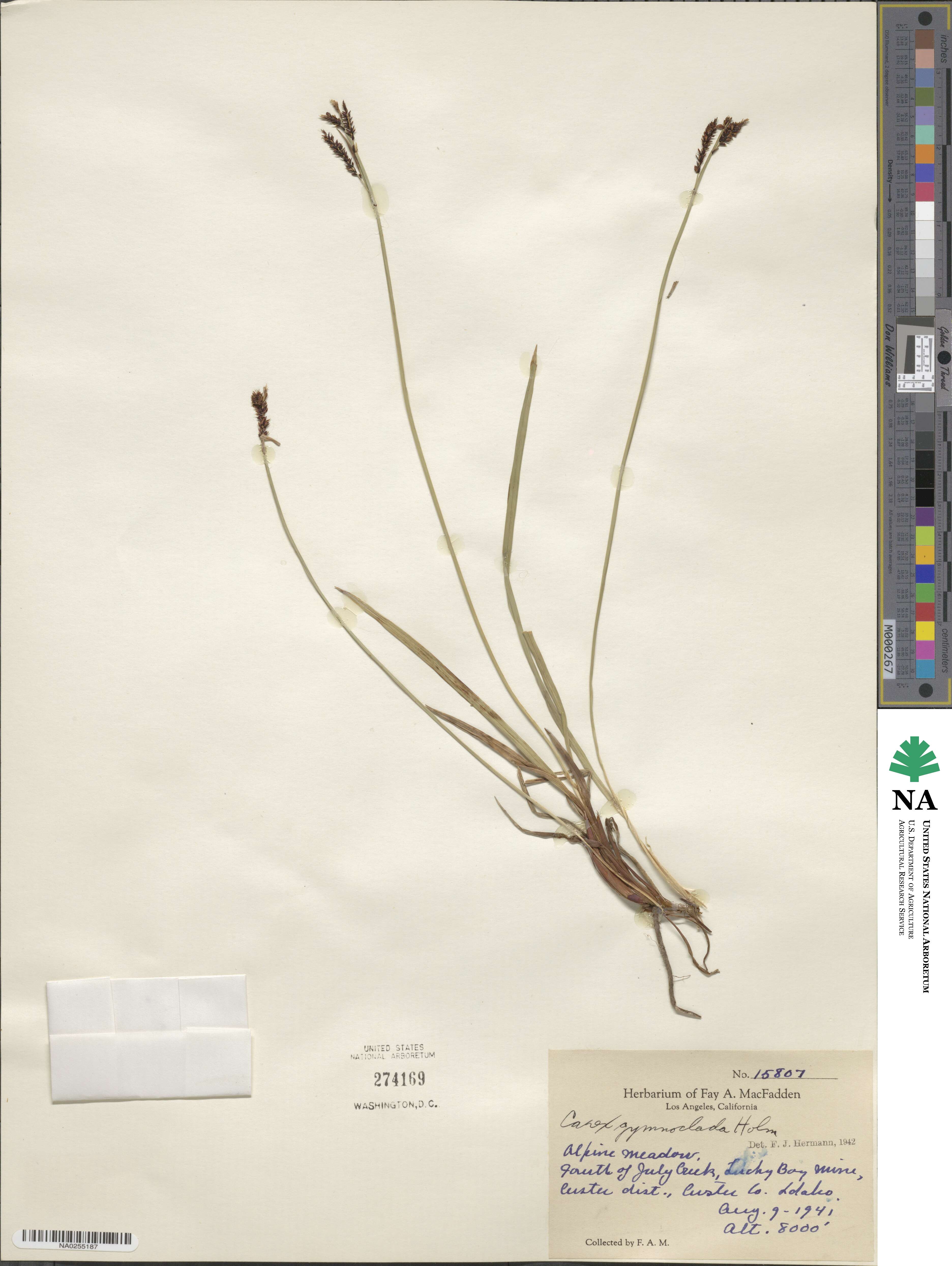 Carex scopulorum var. bracteosa image