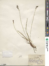 Carex scopulorum var. bracteosa image