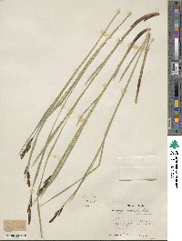 Carex scopulorum var. bracteosa image