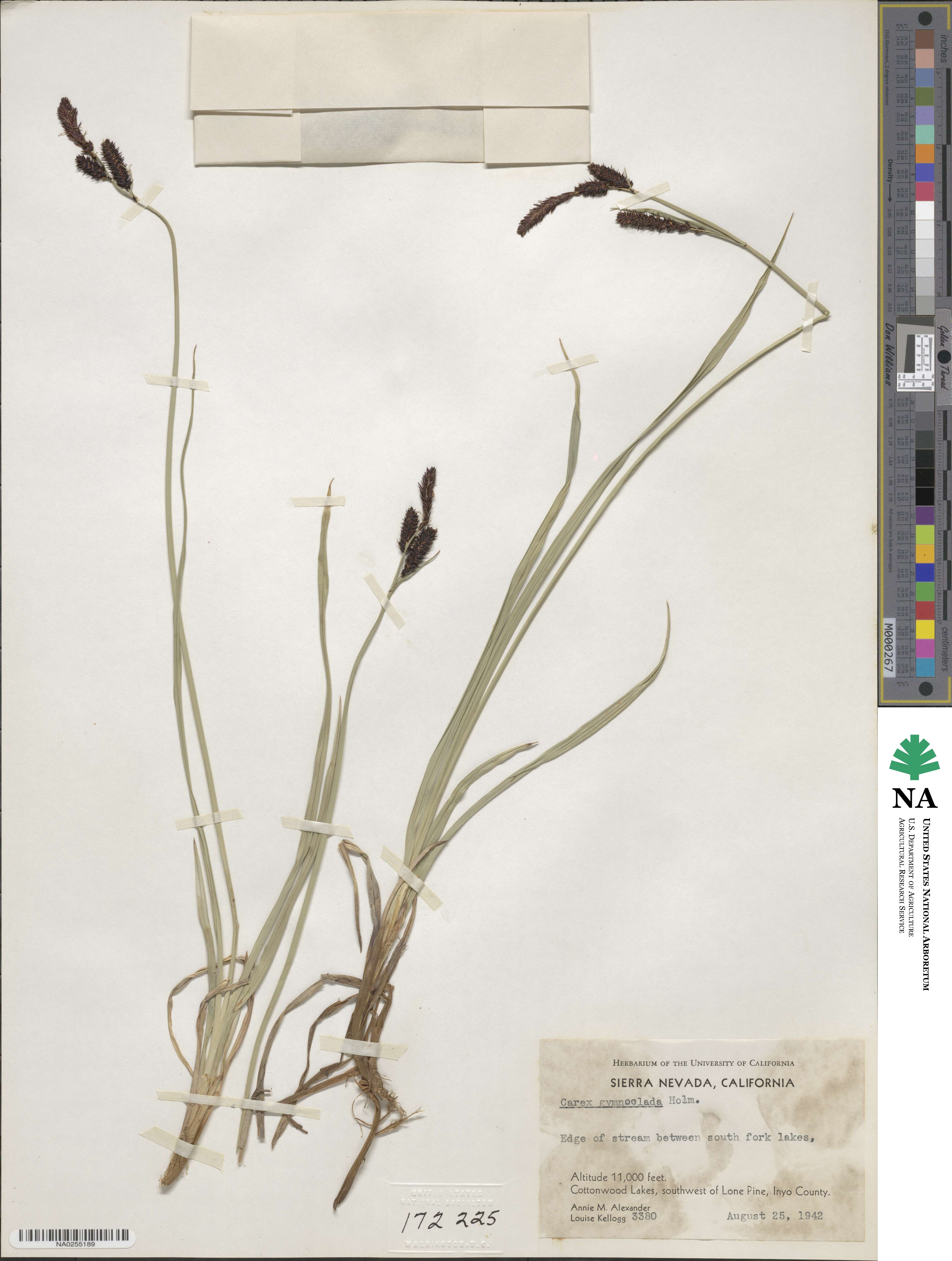 Carex scopulorum var. bracteosa image