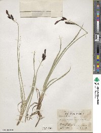 Carex scopulorum var. bracteosa image