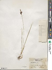 Carex scopulorum var. bracteosa image