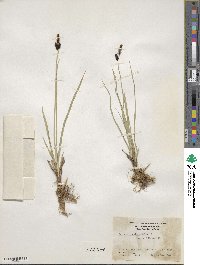 Carex scopulorum var. bracteosa image