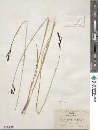 Carex scopulorum var. bracteosa image