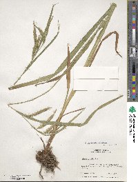 Carex gynandra image