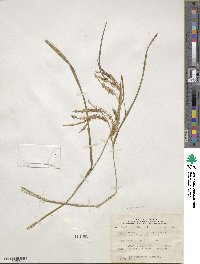 Carex gynandra image