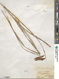 Carex gynandra image