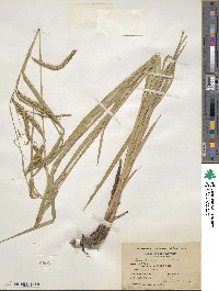 Carex gynandra image