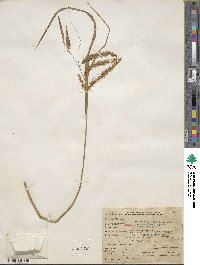 Carex gynandra image