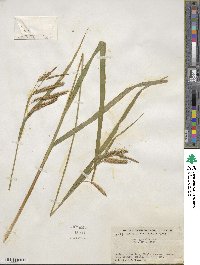 Carex gynandra image