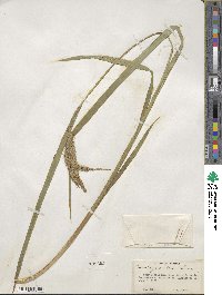 Carex gynandra image