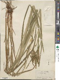 Carex gynandra image