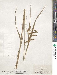 Carex gynandra image