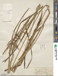 Carex gynandra image