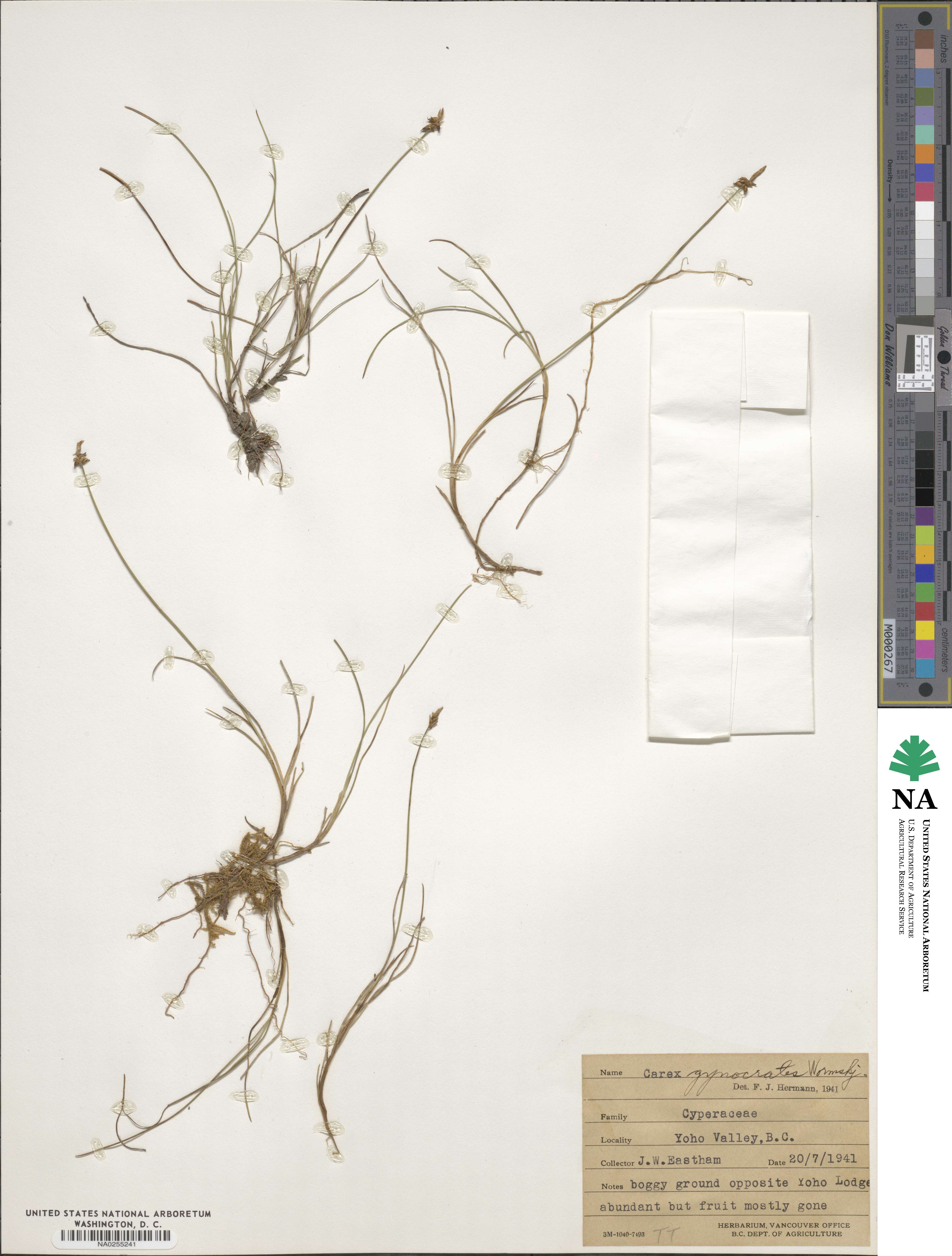 Carex nardina image