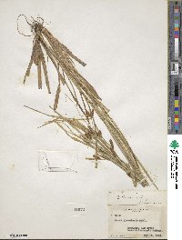 Carex granularis image