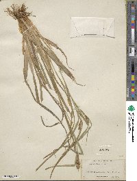 Carex granularis image