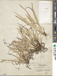 Carex granularis image