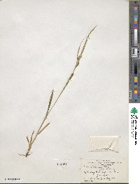 Carex granularis image