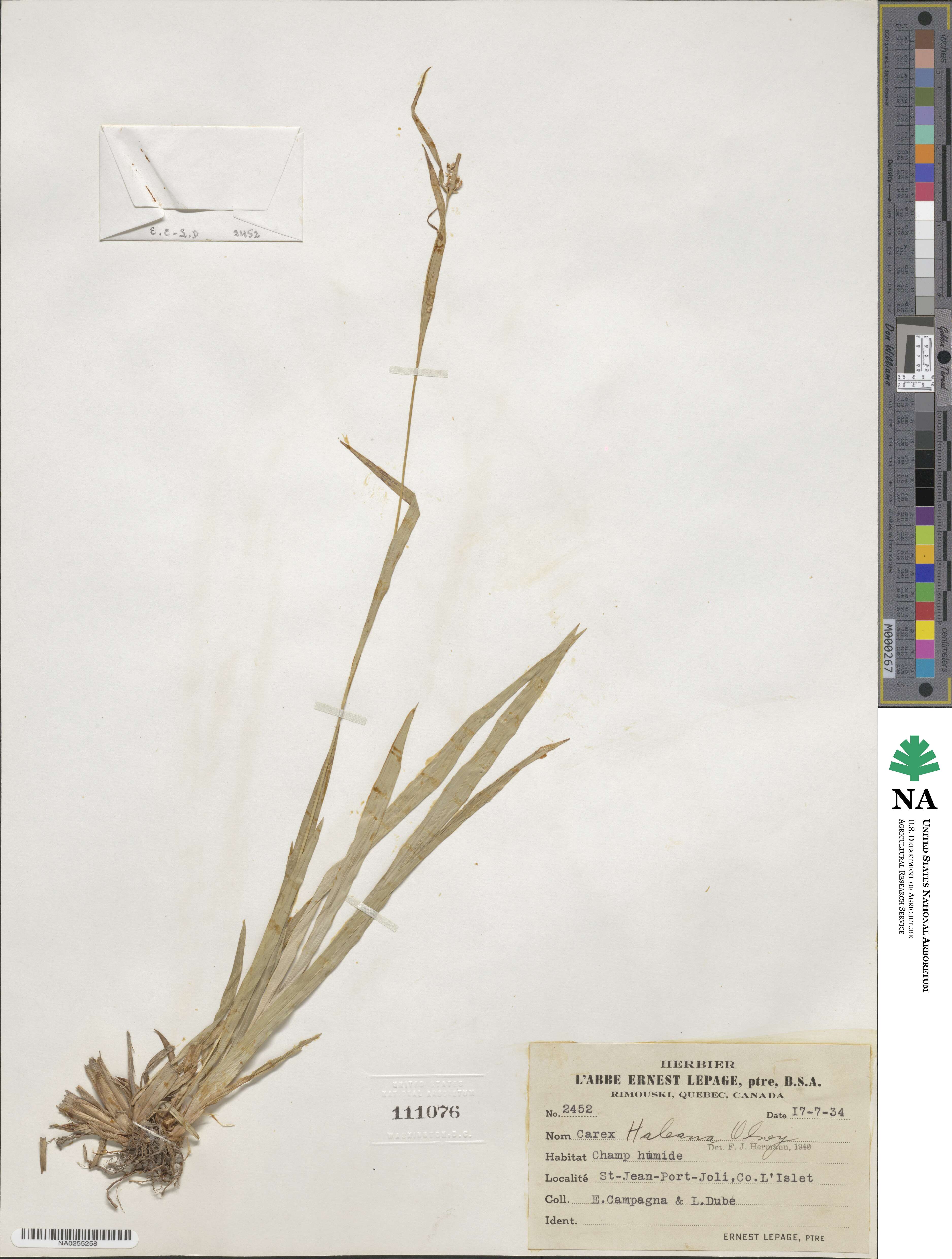 Carex granularis image
