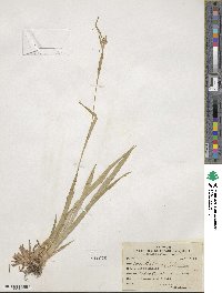 Carex granularis image