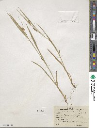 Carex granularis image