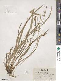 Carex granularis image