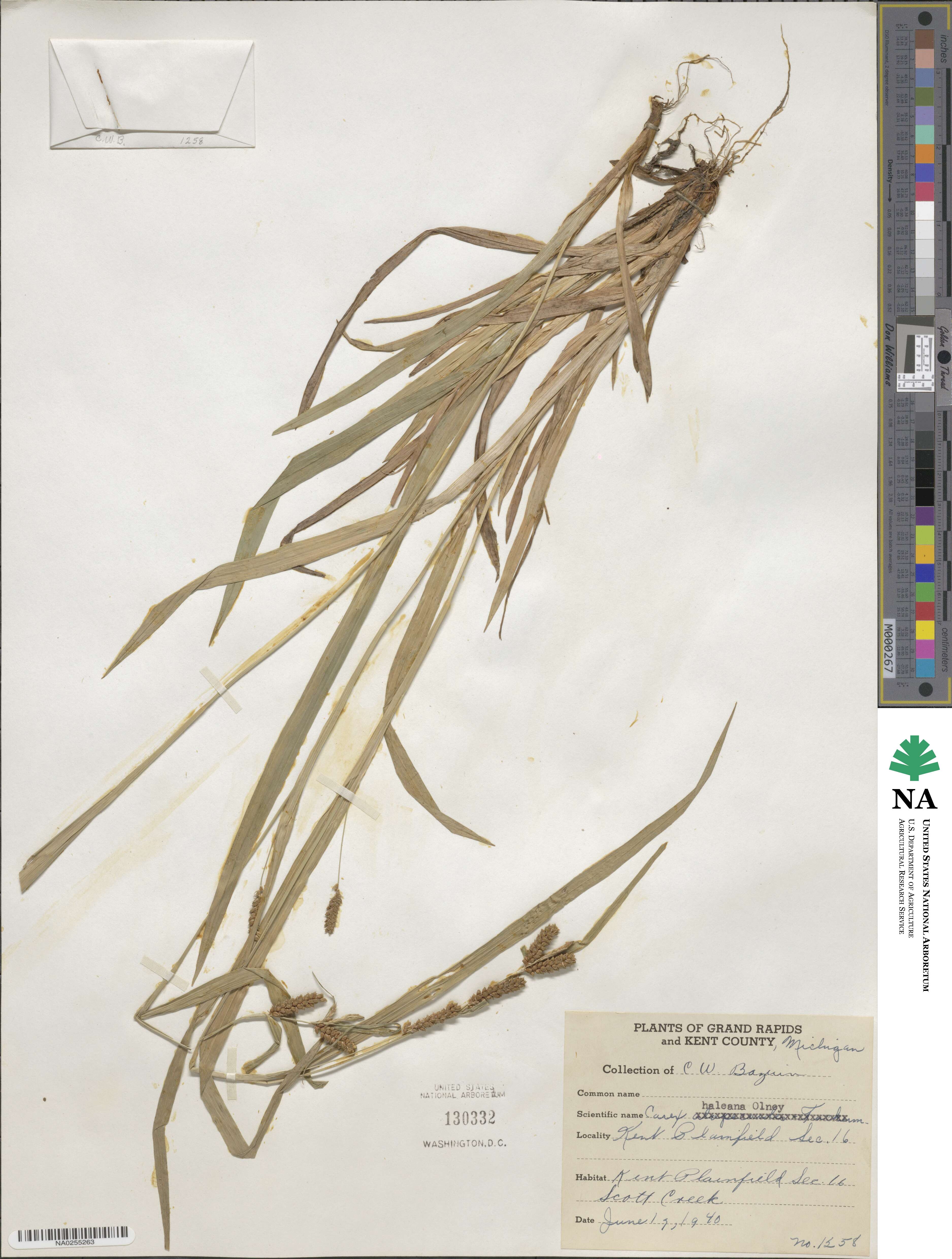 Carex granularis image