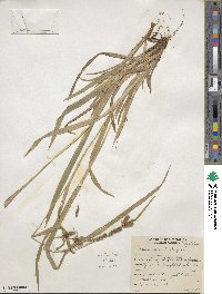 Carex granularis image