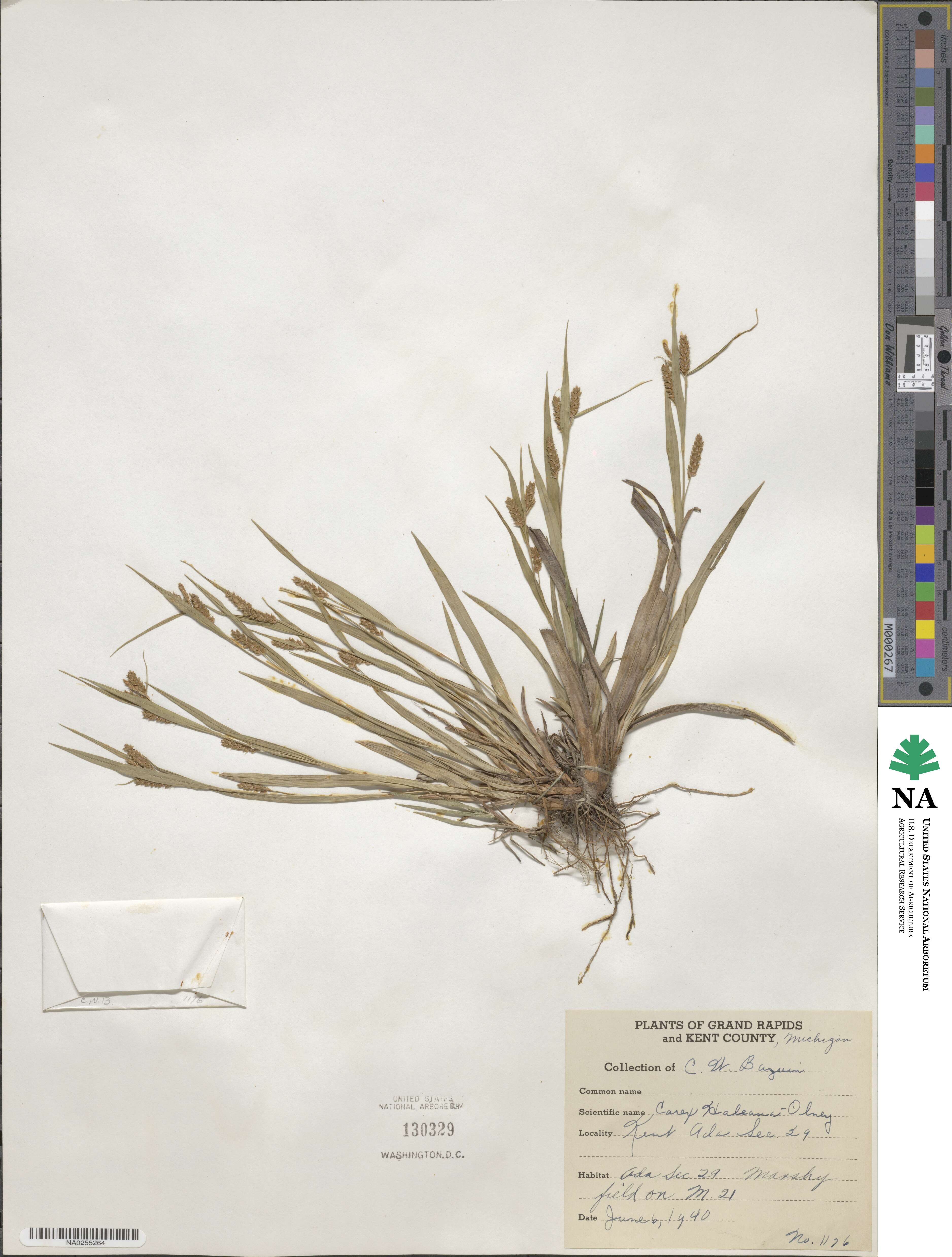 Carex granularis image