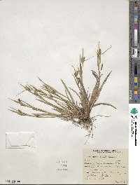 Carex granularis image