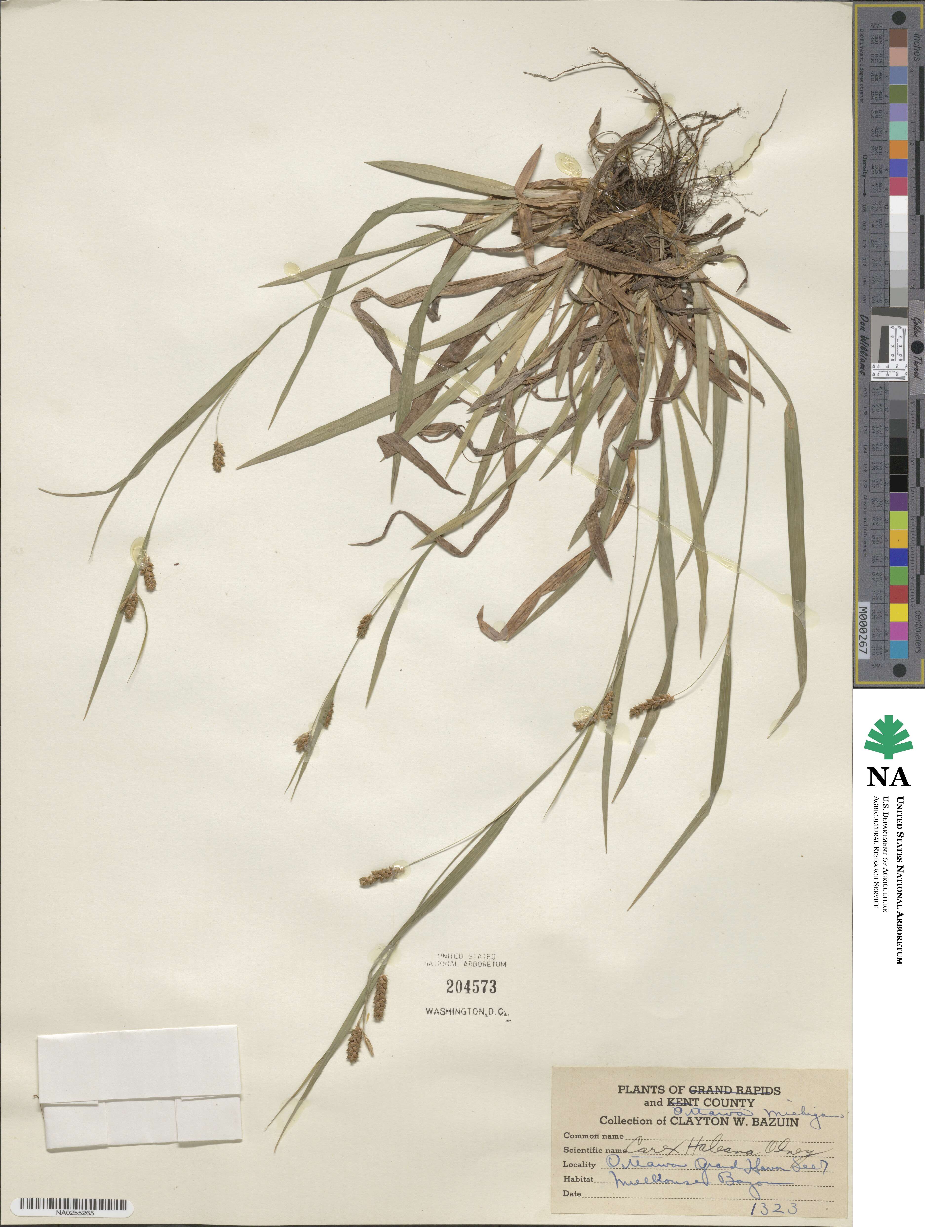 Carex granularis image