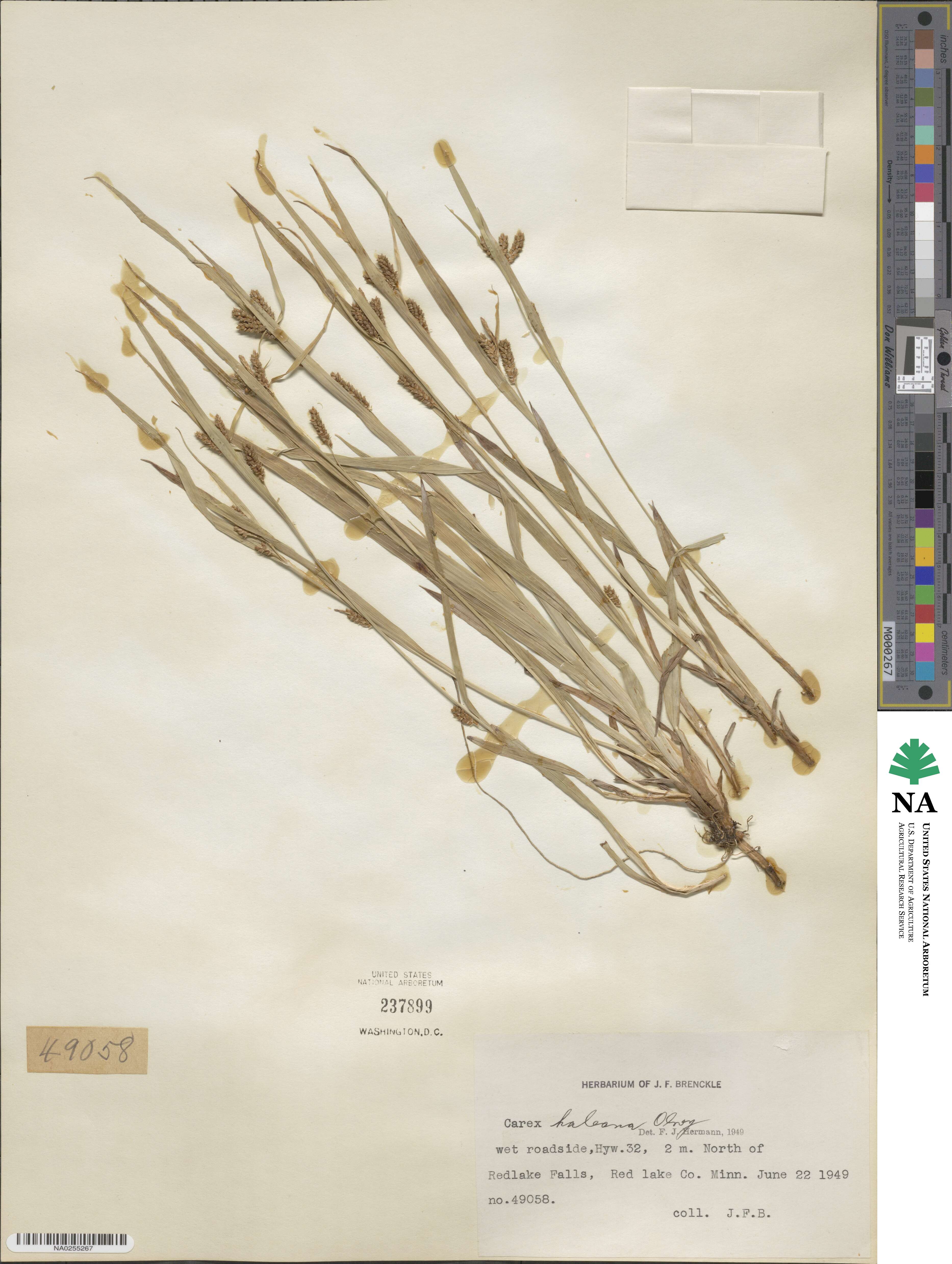 Carex granularis image