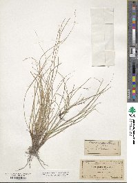 Carex halleriana image