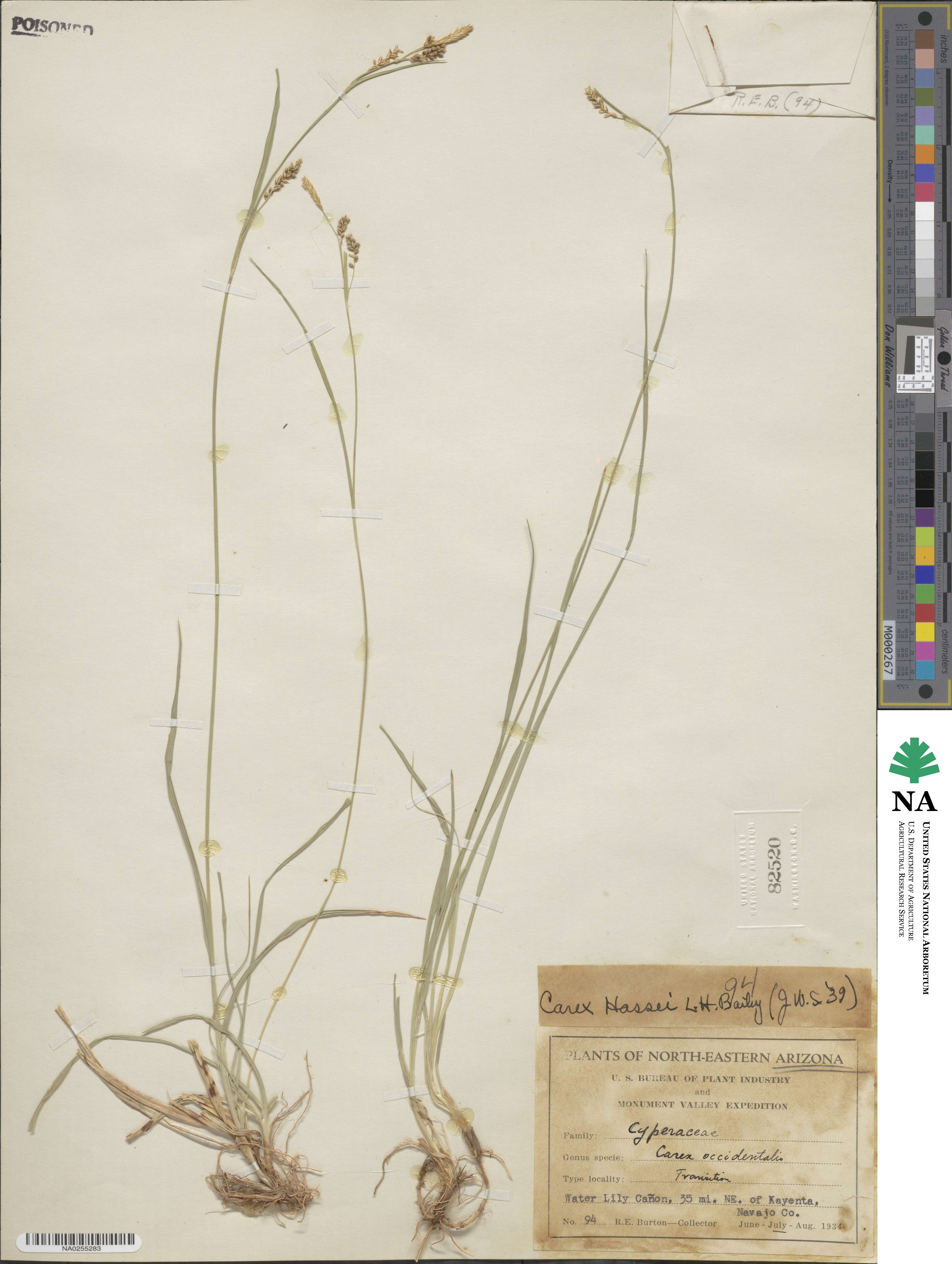 Carex hassei image