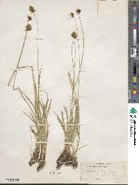 Carex haydeniana image