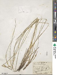 Carex haydenii image