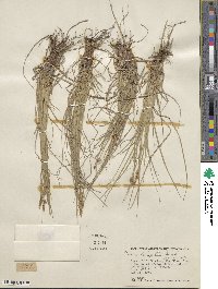 Carex inops subsp. heliophila image