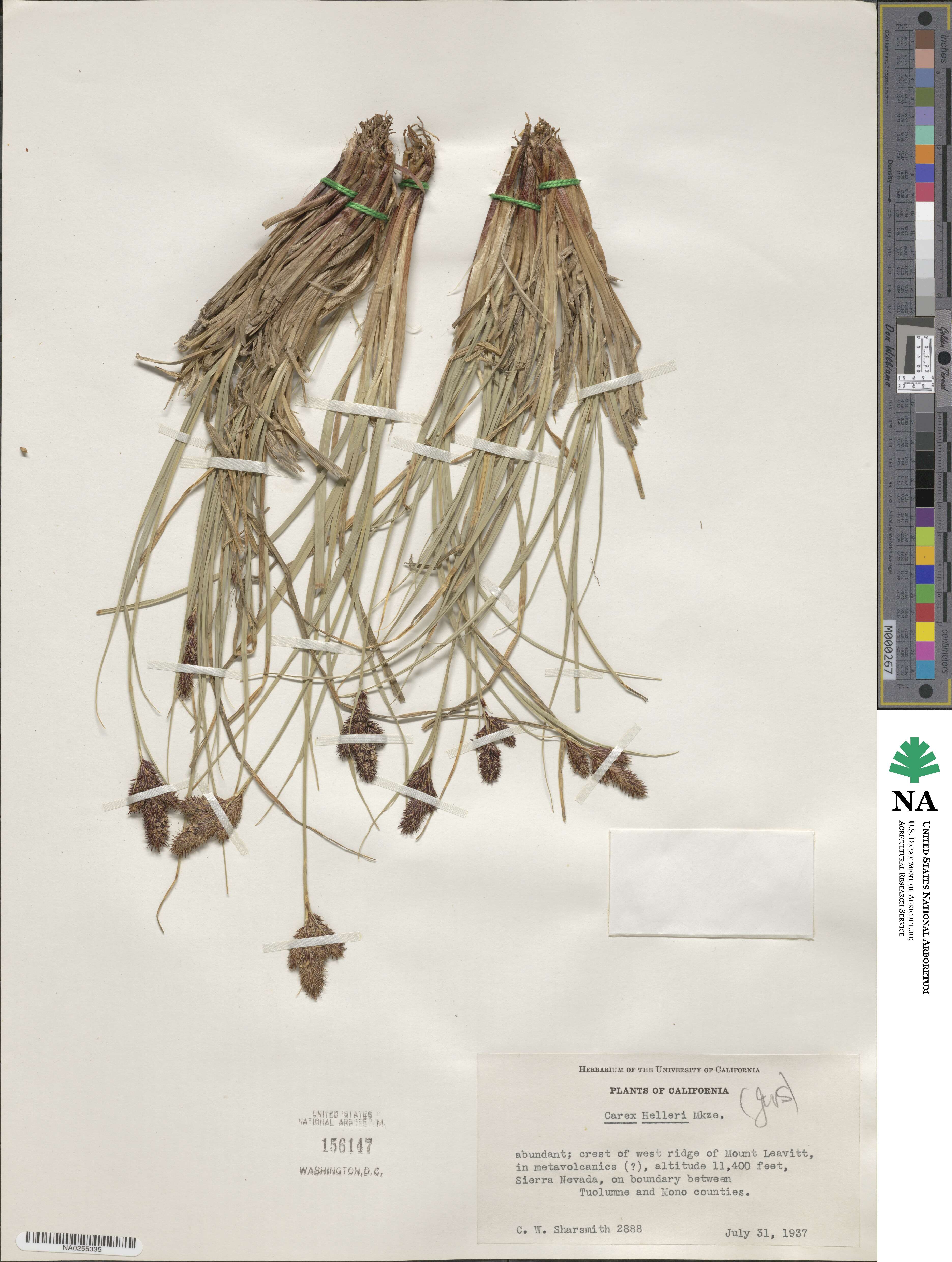 Carex helleri image