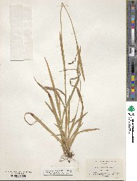 Carex hendersonii image