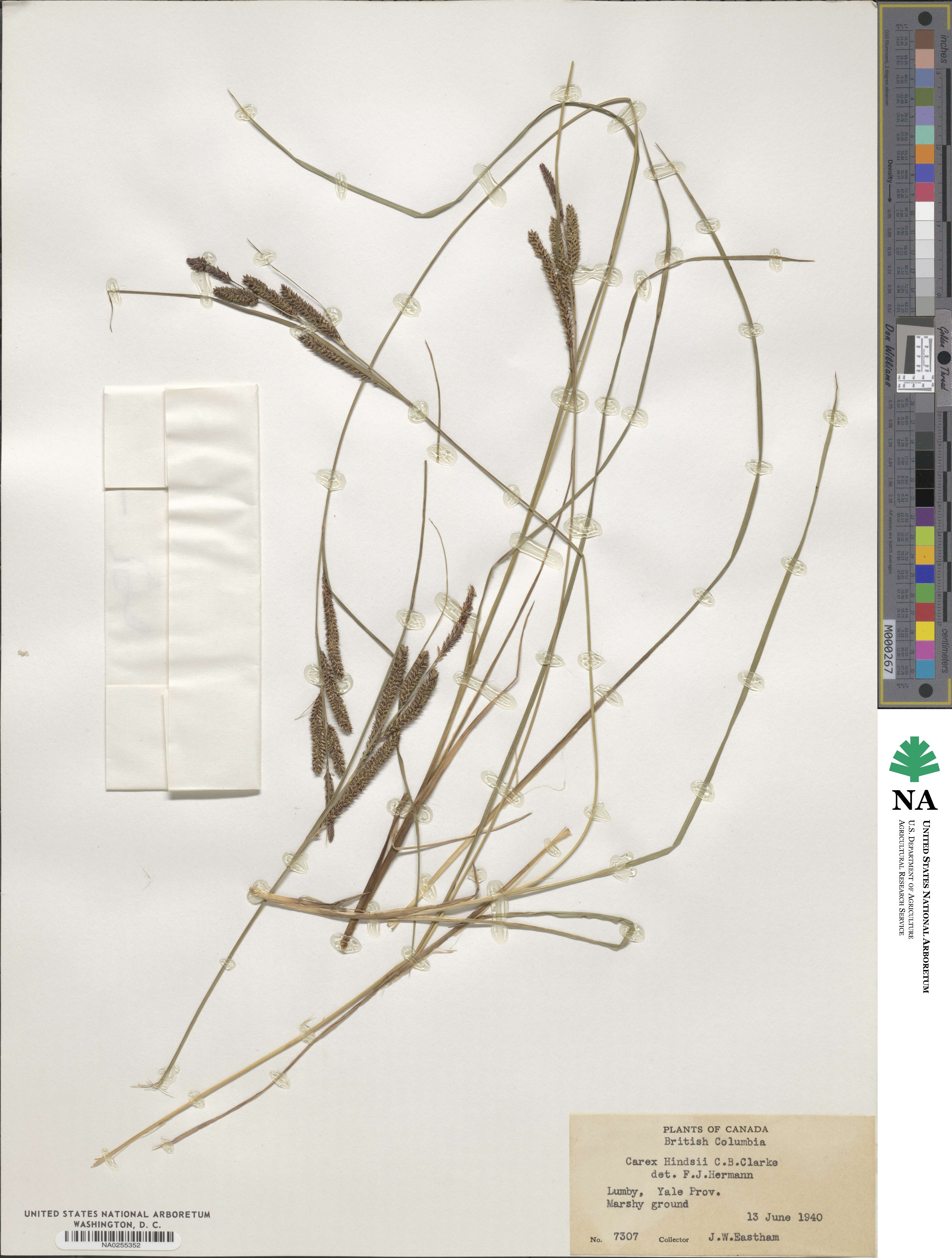 Carex kelloggii var. limnophila image